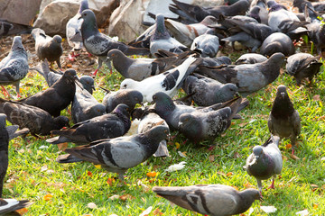 Fototapeta premium Many pigeons eating food on floor in park.
