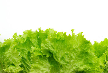 Green leaf lettuce on a white background close-up