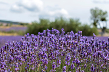 Natural floral background with close-up of Lavender flower field, vivid purple aromatic wildflowers in nature