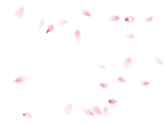Pink sakura flower flying petals isolated on white vector background.