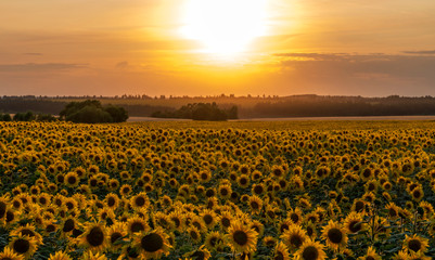 Obraz premium sunflower field illuminated by the rays of the setting sun against the sunset