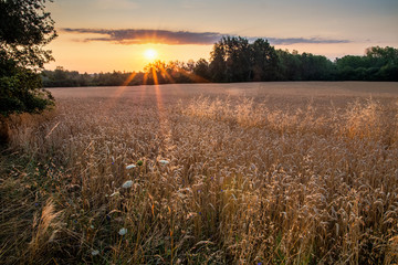 Obraz premium wschód słońca nad polami zboża