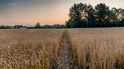 ścieżka w zbożu wydeptana przez zwierzęta © Henryk Niestrój