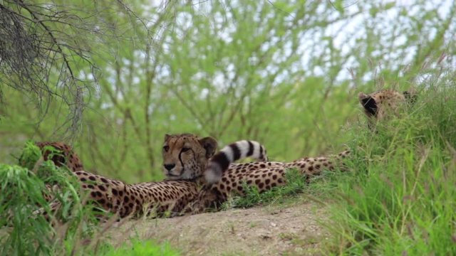 Cheetahs lying on the ground among trees.