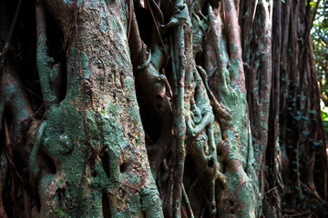 大きなガジュマルの木