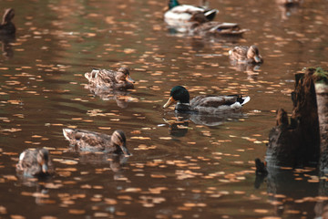In the autumn Park the Drake swims in the lake, surrounded by ducks. The concept of polygamy