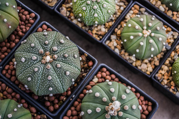 cactus in white pot on light sunset nature background.cactus