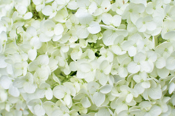 ハイドランジアのアップ