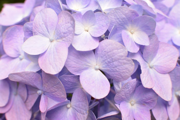 薄紫の紫陽花のアップ