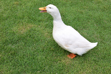 芝生の上で鳴くアヒル