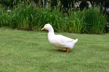 散歩中のあひる