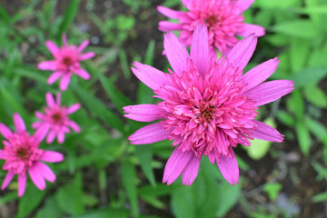 ショッキングピンクの花