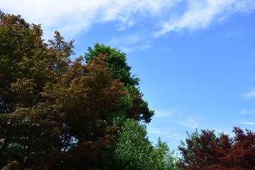 深緑と青空