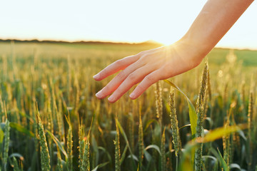 hand and grass © SHOTPRIME STUDIO