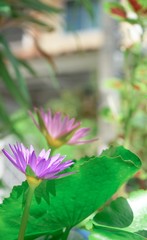 Obraz na płótnie Canvas purple flower in the garden