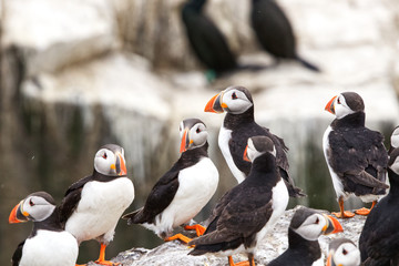 A group of Atlantic Puffins on a cliff in Northumberland