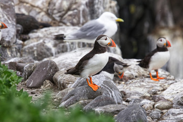 Obraz premium Close up of an isolated Atlantic puffin on rock