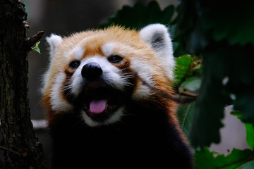 wild animal red panda isolated