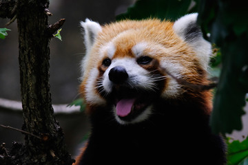 wild animal red panda isolated