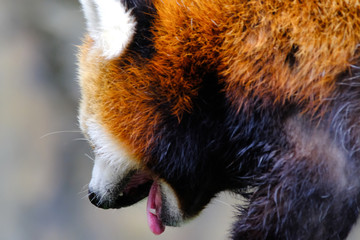 wild animal red panda isolated
