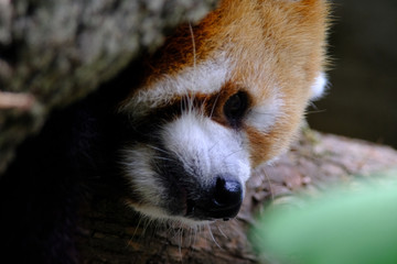 wild animal red panda isolated