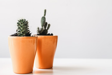 various cactus and succulent plants in  pots