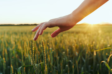 hand and grass © SHOTPRIME STUDIO