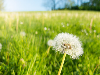 Close view of dandelion on lush green background with blue sky