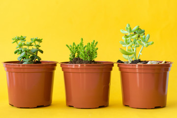 Succulent house plant small sprouts on a yellow background