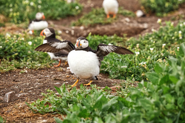 A puffin stretches its wings preparing for flight