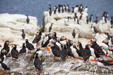 A group of A group of Atlantic puffins, a puffin colony on sea cliffs off the Northumbrian coast