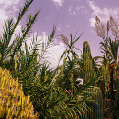 Cactus. Nature. Plant lover concept. Spain