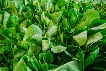 Kale that is sold in the supermarkets