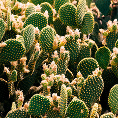 Cactus. Cactus lover. Plant creative concept