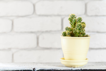 House plants in pots on white table at white brick wall with objects