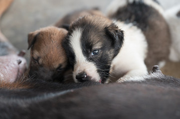 Puppies sucking milk from mother dog