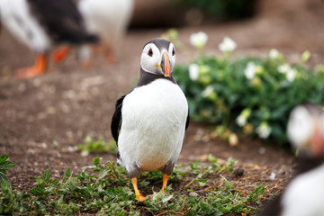 Close up of an Atlantic Puffin looking into the camera