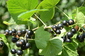Twig with black currant in sunlight.