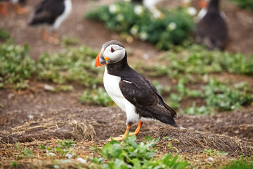 Side profile of a puffin standing next to its burrow