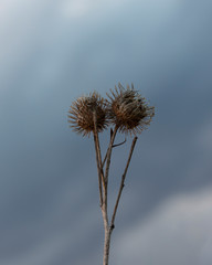 Burdock big bur with seeds against a dramatic sky