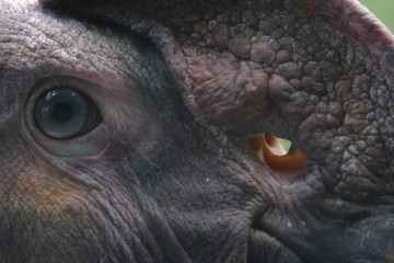 condor face closeup