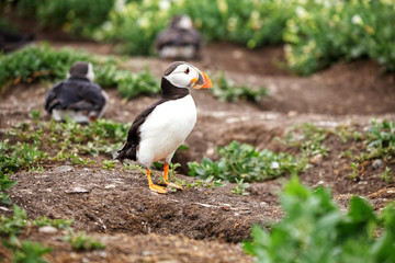 Close up portrait of an Atlantic Puffin next to its burrow