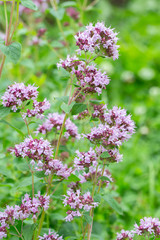 Fragrant thyme blooming in the garden. branches of Thymus serpyllum, lilac small flowers Aromatic...