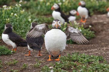 Portrait of a puffin spreading its wings