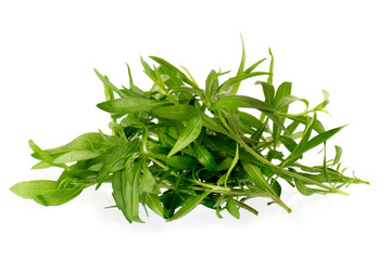 Fresh tarragon herbs, Tarragon herbs close up isolated on white background