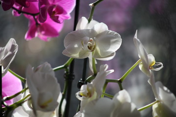 Fototapeta na wymiar natura, flowers, red, rose, green, orchid