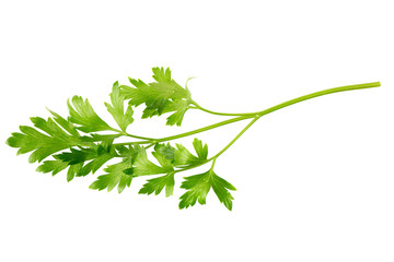 parsley fresh herb isolated on a white background