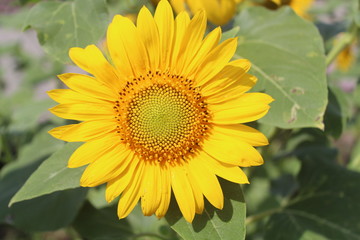 sunflower in the garden