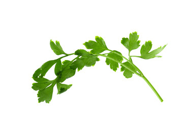 parsley fresh herb isolated on a white background