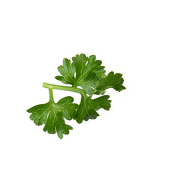 parsley fresh herb isolated on a white background